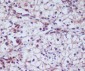 Anti-CD13 ANPEP Rabbit Monoclonal Antibody